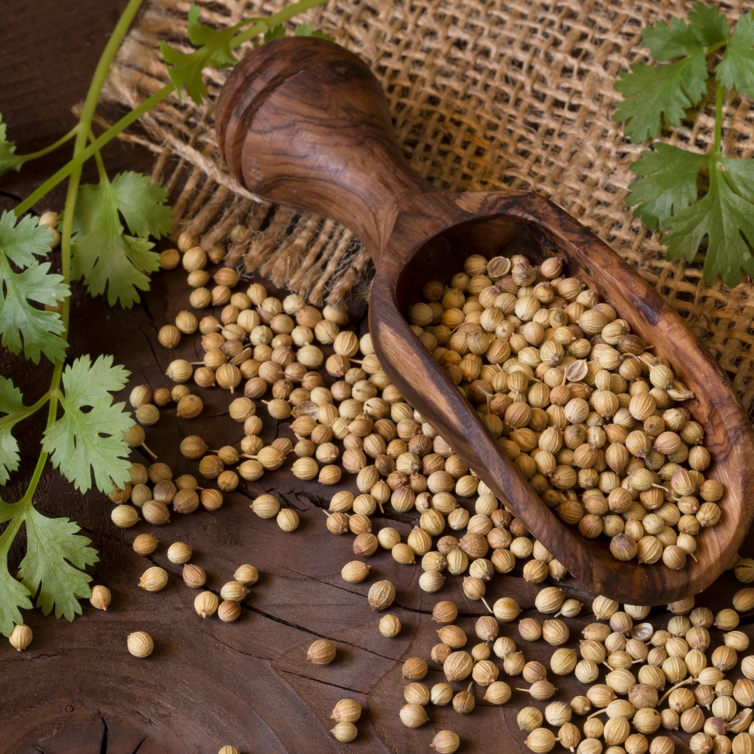 Coriander seeds top